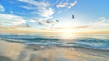 Des mouettes, la mer Des mouettes, la mer