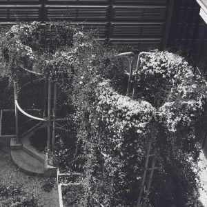 Photographie en noir et blanc de deux structures métalliques cylindriques. Elles servent de tuteurs pour des plantes grimpantes.