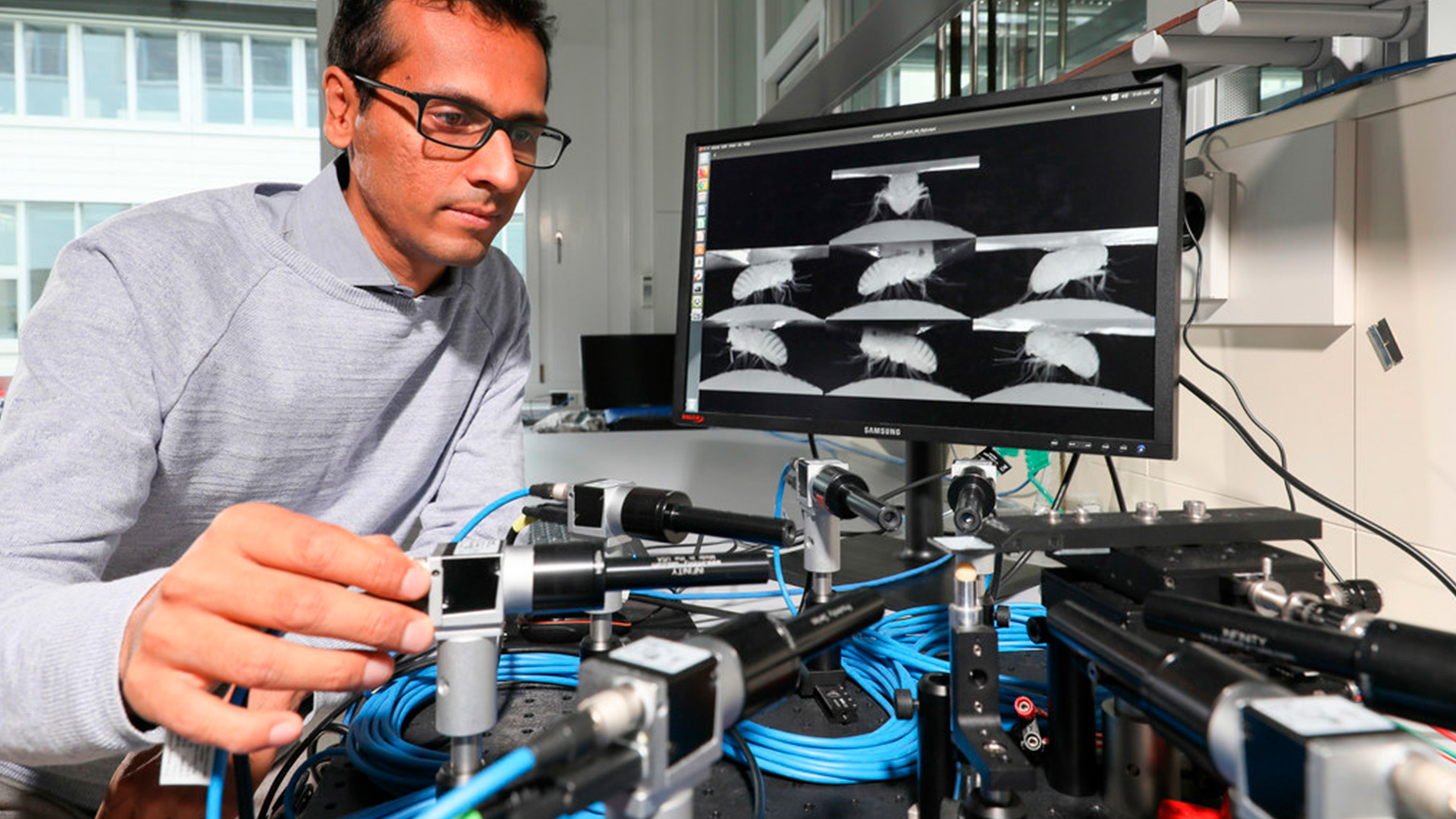 Scientists from the lab of Pavan Ramdya at EPFL’s Brain Mind Institute and Interfaculty Institute of Bioengineering have developed a new method for recording the activity of limb control neural circuits in the popular model organism, the fruit fly Drosophila melanogaster. The method uses an advanced imaging technique called “two-photon microscopy” to observe the firing of fluorescently labeled neurons that become brighter when they are active | © EPFL - Alain Herzog